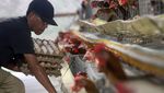 Harga Pakan Naik, Telur Ayam Ikut Melambung
