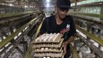 Harga Pakan Naik, Telur Ayam Ikut Melambung
