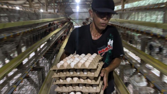 Pekerja memanen telur ayam Elba di kandang ayam petelur Desa Blang Poroh, Nisam Antara, Aceh Utara, Aceh, Minggu (3/5/2026). Pengusaha peternakan mengatakan harga pakan sejak satu bulan terakhir mengalami kenaikan dari Rp350 ribu menjadi Rp400 ribu per karung isi 50 kilogram sehingga harga telur ikut naik dari Rp60 ribu menjadi  Rp75 ribu per papan. ANTARA FOTO/Rahmad/wsj.
