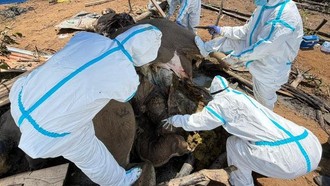 Pilu, 2 Gajah Sumatra Ditemukan Mati Misterius