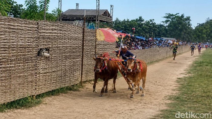 Meriahnya Karapan Sapi Murtajih 2026