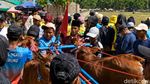 Serunya Karapan Sapi Murtajih di Pamekasan