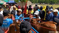Tidak hanya menjadi pusat penyelenggaraan lomba tingkat kabupaten, Murtajih kini juga menjadi tuan rumah berbagai event budaya besar, termasuk perayaan ulang tahun Gagak Rimang yang sukses menarik perhatian publik.