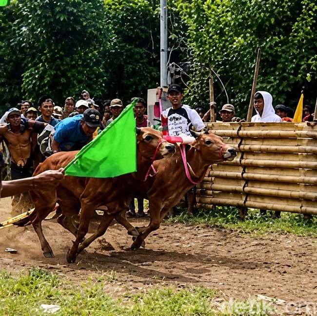 Serunya Karapan Sapi Murtajih di Pamekasan