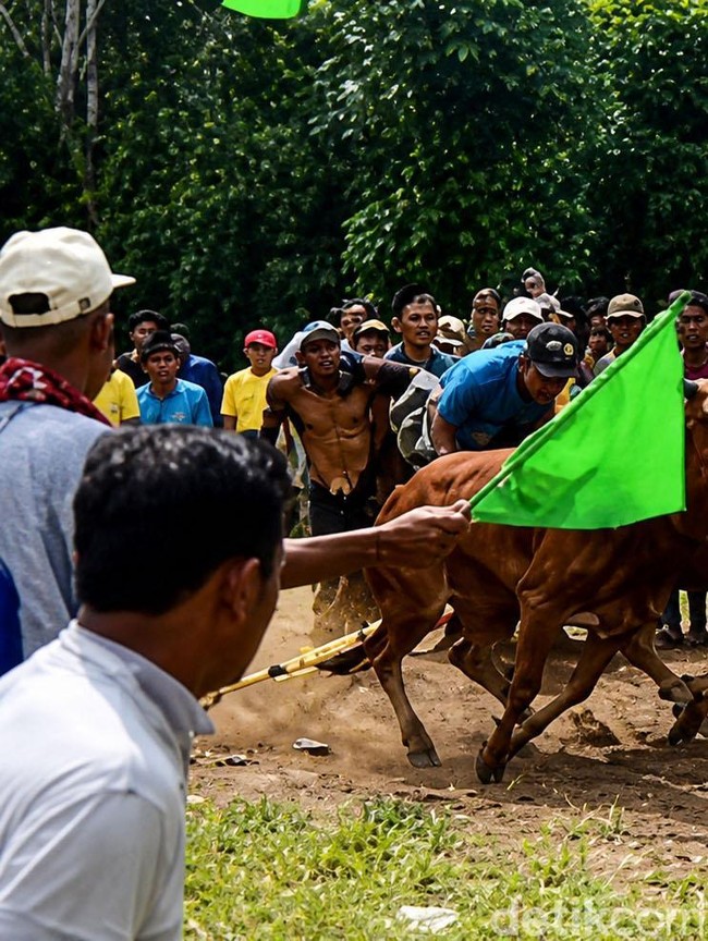 Serunya Karapan Sapi Murtajih di Pamekasan