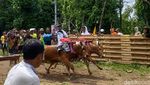 Serunya Karapan Sapi Murtajih di Pamekasan