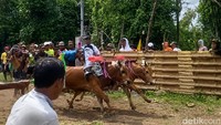 Kegiatan ini menghadirkan puluhan pasangan sapi terbaik dari berbagai wilayah di Madura, dan digelar selama dua hari hingga 4 Mei 2026.