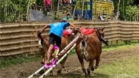 Lapangan Bhurunan di Desa Murtajih kembali dipadati 500 lebih penonton saat gelaran karapan sapi digelar bersamaan dengan event ulang tahun Gagak Rimang.