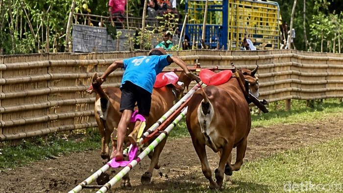 Meriahnya Karapan Sapi Murtajih 2026