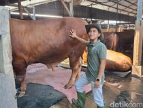 Cerita Peternak Gen-Z di Nganjuk, Ikut Tumbang Saat Sapinya Sakit