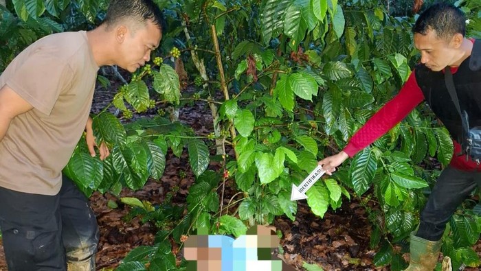 Polisi melakukan olah TKP penemuan petani di OKU tewas di kebun kopi