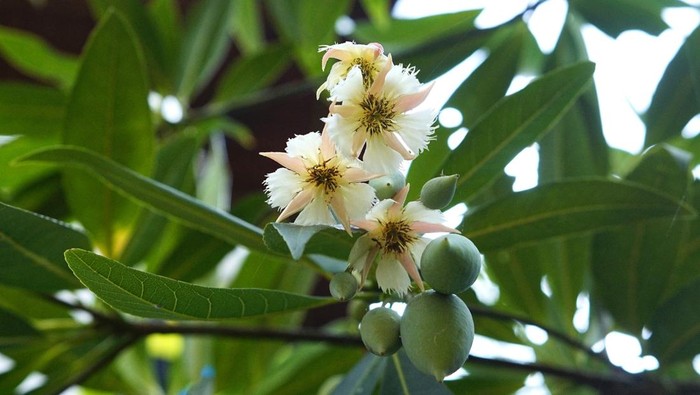 Buah dan Bunga Pohon Rejasa Flora Identitas Salatiga