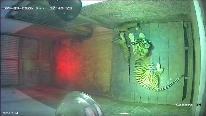 Dua individu anak harimau sumatra (Panthera tigris sumatrae) telah lahir di Lembaga Konservasi (LK) Taman Satwa Lembah Hijau Lampung.