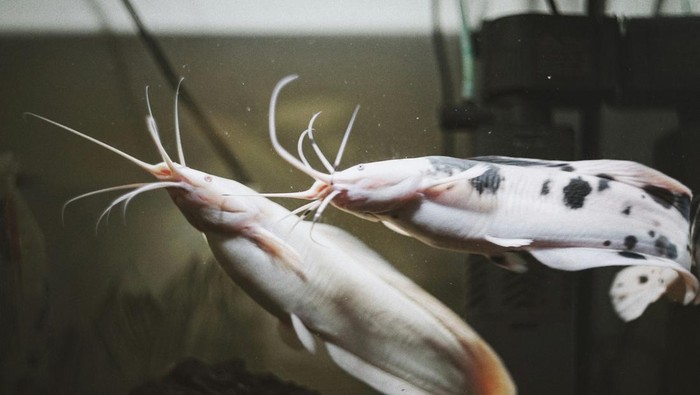 Ilustrasi Ikan Lele