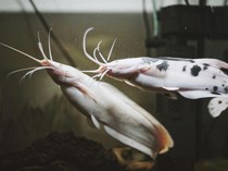 Benarkah Ikan Lele Makan Kotoran? Cek Fakta Ilmiah dan 6 Mitosnya!