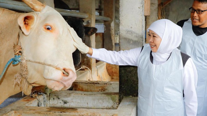 Khofifah memilih sapi untuk kurban