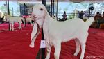 Ratusan Kambing Senduro Ramaikan Kontes di Lumajang