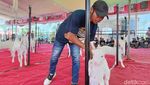 Ratusan Kambing Senduro Ramaikan Kontes di Lumajang