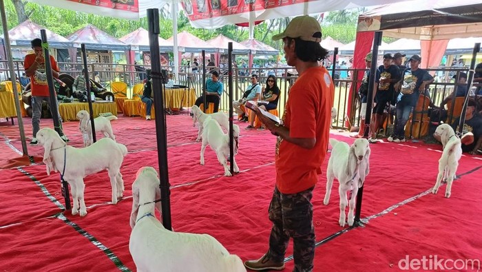 Kontes Kambig Senduro di Lumajang