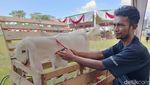 Ratusan Kambing Senduro Ramaikan Kontes di Lumajang