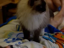 Video POV Nyobain Layanan Pijat Kucing di Hong Kong