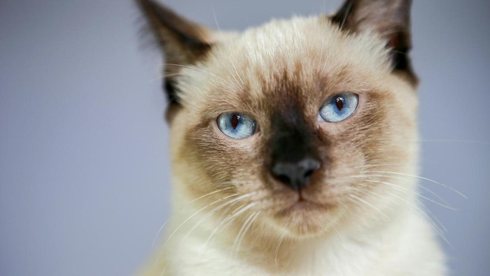 Berapa Lama Kucing Bisa Hidup? Ini Faktor yang Memperpanjang Usia Kucing
