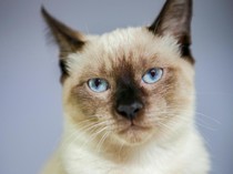 Berapa Lama Kucing Bisa Hidup? Ini Faktor yang Memperpanjang Usia Kucing