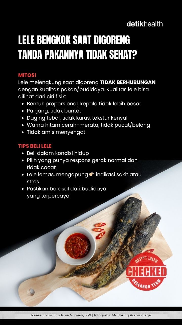 Lele bengkok saat digoreng Lele bengkok saat digoreng tanda pakannya jorok? Ini Faktanya