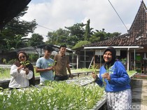 Melihat Kebun Sayur Surabaya, Ruang Belajar Hidroponik di Tengah Kota