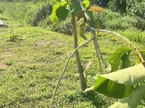 Pohon Jati Emas Sepanjang Jalan Bandara hingga KDA Ditebang, Ini Kata BP Batam