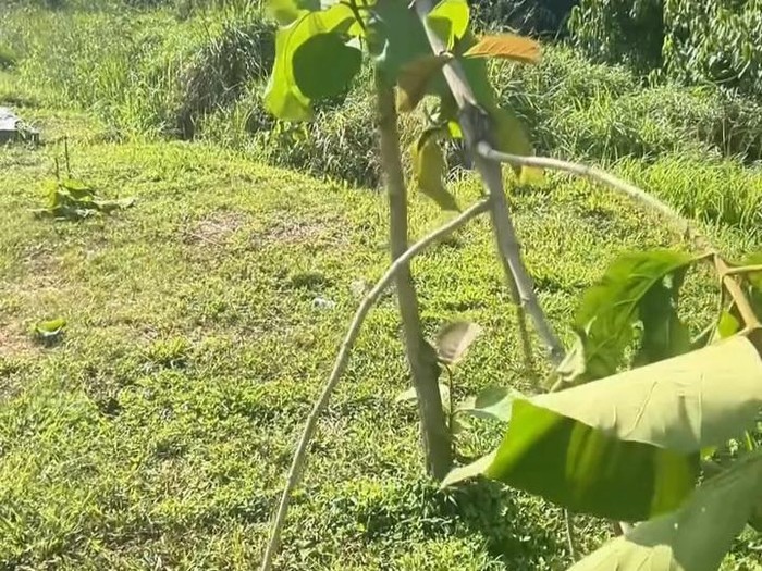Tangkapan Layar pohon jati emas yang ditebang orang tak dikenal