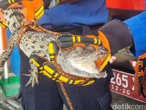 Buaya Temuan di Sungai Opak Piyungan Diserahkan ke KKP