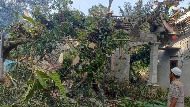Pohon Pule yang menimpa rumah warga di Dusun Banjaran, Desa Banjarsari, Kecamatan Grabag, Kabupaten Magelang, Senin (4/5/2026). Pohon Pule yang menimpa rumah warga di Dusun Banjaran, Desa Banjarsari, Kecamatan Grabag, Kabupaten Magelang, Senin (4/5/2026).