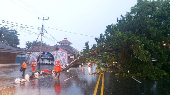 Pohon Tumbang di Ciamis