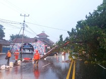 Pohon Tumbang Telan Korban di Ciamis