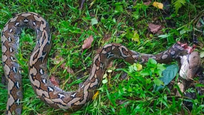 Ular piton serang wanita di kebun Mamuju mati dibunuh warga.