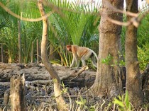 Pulau Kaget, Delta di Tengah Sungai Barito yang Jadi Habitat Alami Bekantan