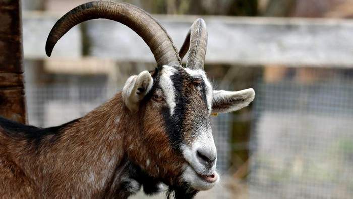 Ilustrasi Kambing Kurban.