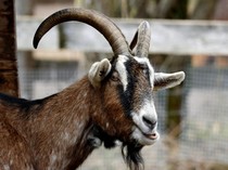 Ngaku Investor, WNA Myanmar di Sleman Ternyata Peternak Kambing