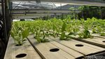 Kebun Sayur Surabaya, Ruang Belajar Tanam Hidroponik