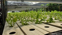 Menariknya  dari kebun ini adalah ialah menggunakan metode hidroponik. Hanya dengan aliran air bernutrisi di pipa-pipa sederhana membuat sayuran tumbuh dengan segar.