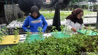 Seorang pekerja terlihat memotong hasil panen sayuran di dalam green house. Mereka menyiapkan daun-daun segar sebelum didistribusikan atau diolah lebih lanjut.