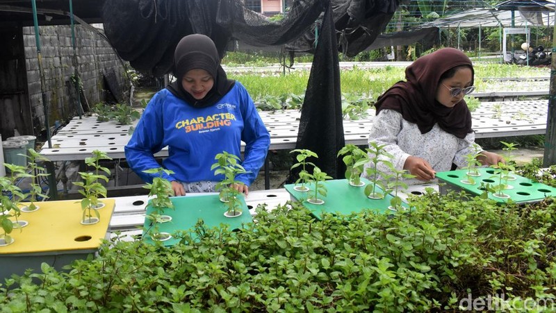 Kebun sayur hidroponik di tengah Kota Surabaya