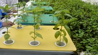 Kebun ini juga menjadi ruang belajar terbuka, di mana berbagai kalangan datang untuk melihat langsung cara bertani di tengah kota.