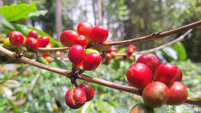 Kopi Bondowoso dilirik investor Singapura untuk diekspor ke Eropa.