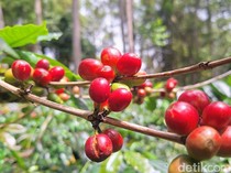 4 Sentra Kopi Jawa Timur dari Malang hingga Bondowoso