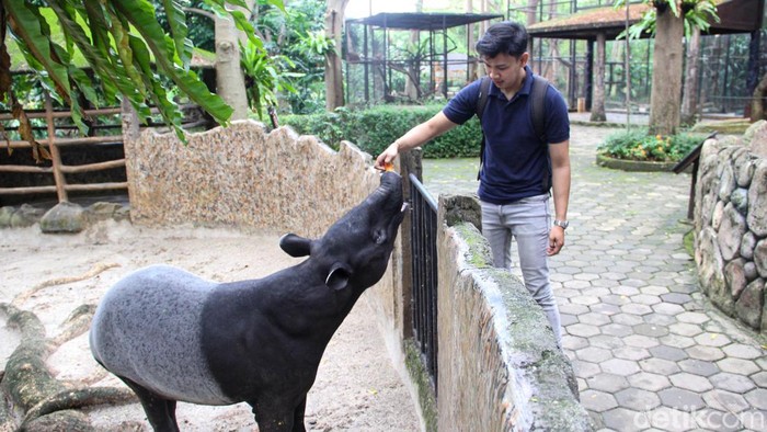 Pengunjung mengunjungi Faunaland Ancol pada Selasa (5/5/2026). Mereka tampak antusias berinteraksi langsung dengan berbagai satwa sambil menikmati wisata edukasi di tengah ibu kota.