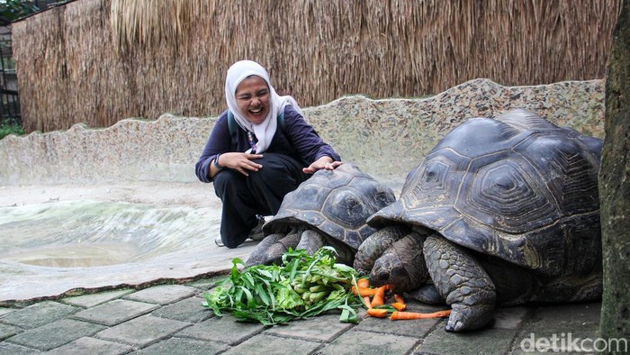 Pengunjung mengunjungi Faunaland Ancol pada Selasa (5/5/2026). Mereka tampak antusias berinteraksi langsung dengan berbagai satwa sambil menikmati wisata edukasi di tengah ibu kota.