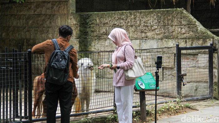 Pengunjung mengunjungi Faunaland Ancol pada Selasa (5/5/2026). Mereka tampak antusias berinteraksi langsung dengan berbagai satwa sambil menikmati wisata edukasi di tengah ibu kota.