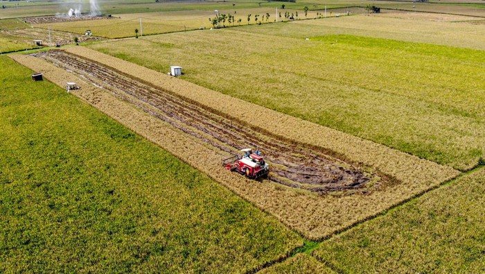 Foto udara petani memanen padi menggunakan mesin pertanian di Patianrowo, Nganjuk, Jawa Timur, Selasa (5/5/2026). Badan Pusat Statistik (BPS) mencatat, luas panen padi nasional pada Maret 2026 sebesar 1,61 juta hektare dengan produksi beras untuk konsumsi diperkirakan mencapai 5,04 juta ton, atau menurun 0,05 juta hektare atau 3,16 persen dibandingkan Maret 2025 seluas 1,67 juta hektare. ANTARA FOTO/Muhammad Mada/YU